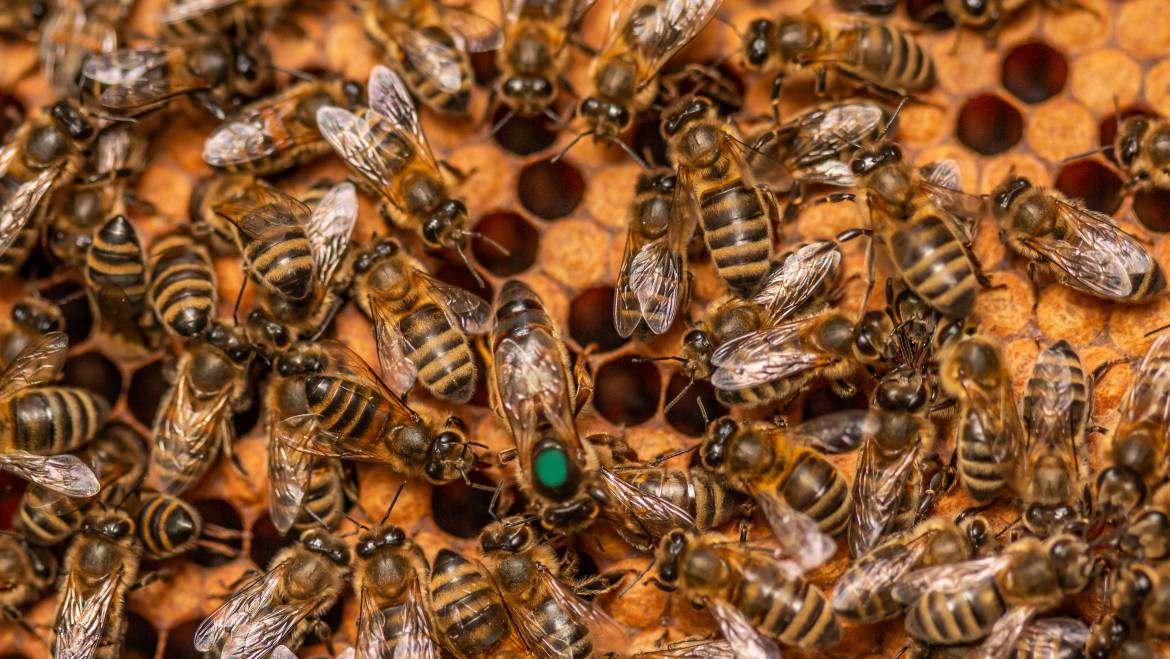 Bičių motinėlių veisimas Garbauskų bityne (video)